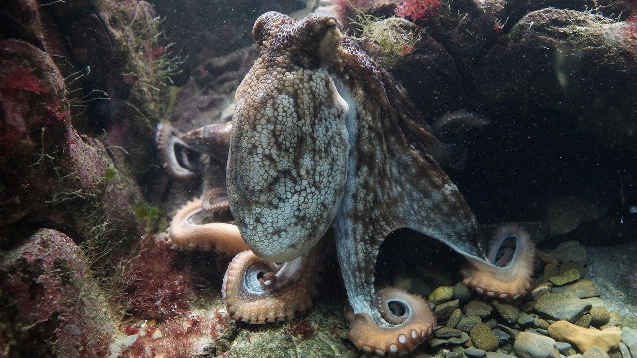 Octopuses: The Escape Artists of the Ocean