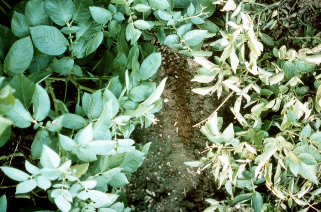 GMO crops, biotechnology