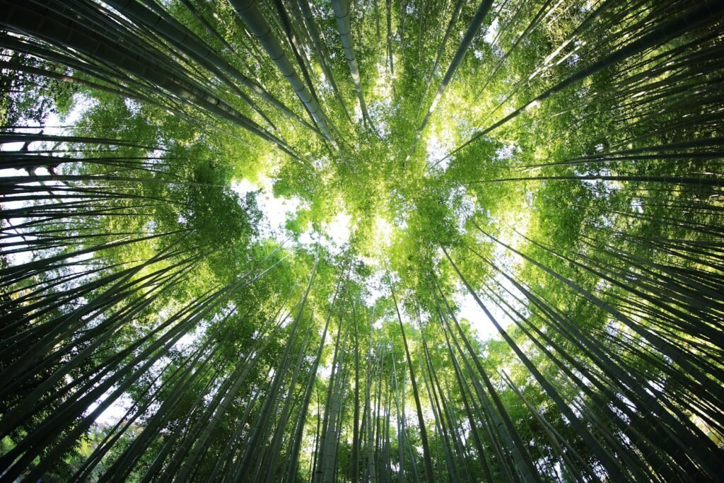 A canopy of trees in the forest during day time.