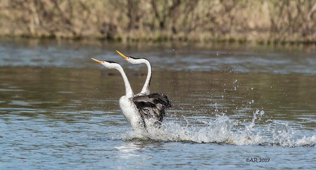 Grebe, mating rituals of animals