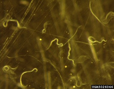 Nematodes, underground ecosystem