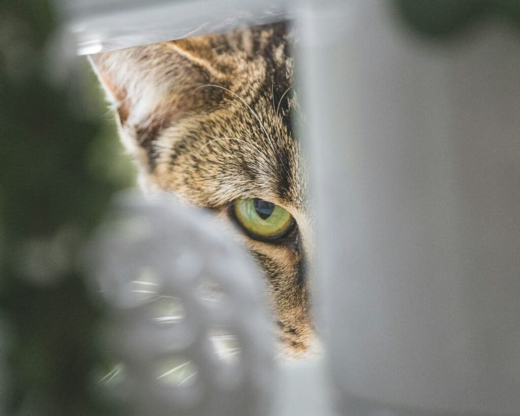 Brown tabby cat peeking.