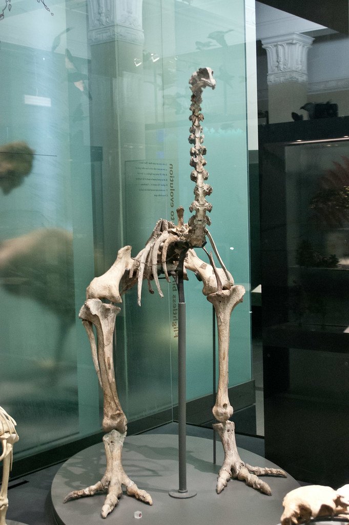 Haasts eagle and Giant moa