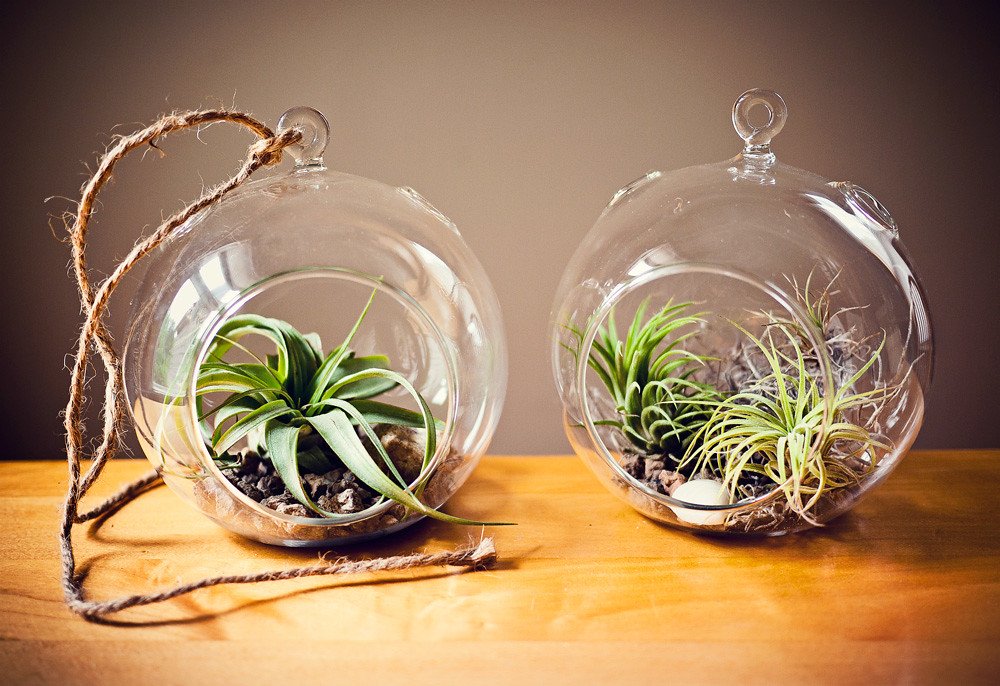 Air plant in a globe terrarium.