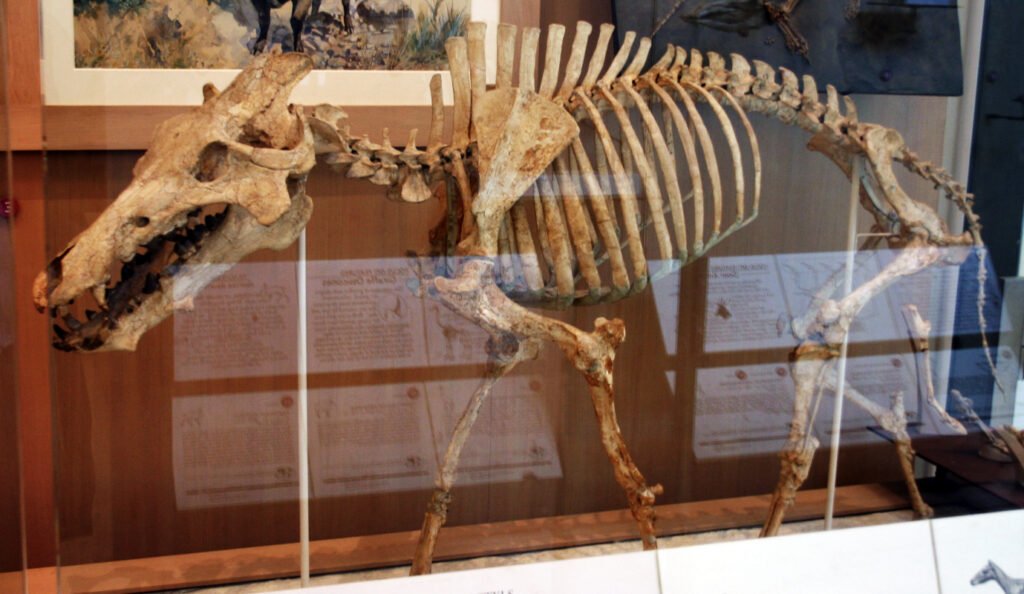 Archaeotherium, prehistoric creature