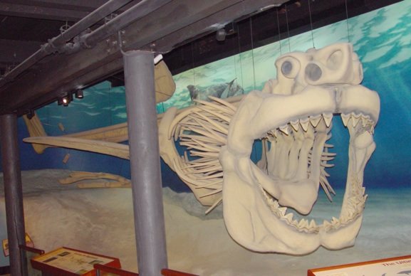 Megalodon skeleton, giant shark, apex predator or prehistoric times