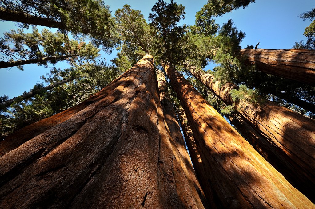 Giant Sequoias