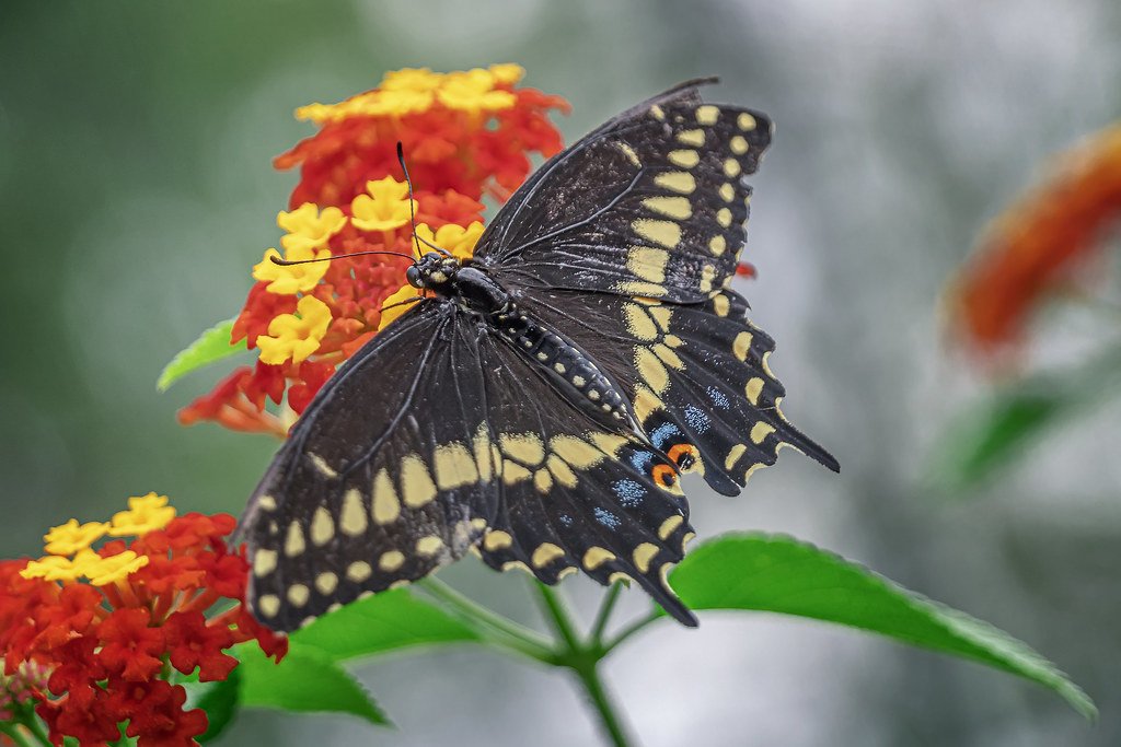 How to build a butterfly garden