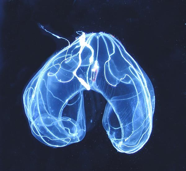 Bathocyroe fosteri