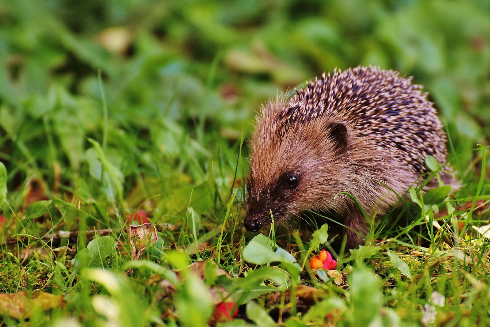 How Animals Have Inspired the Latest Tech Innovations: Nature’s Influence on Gadgets