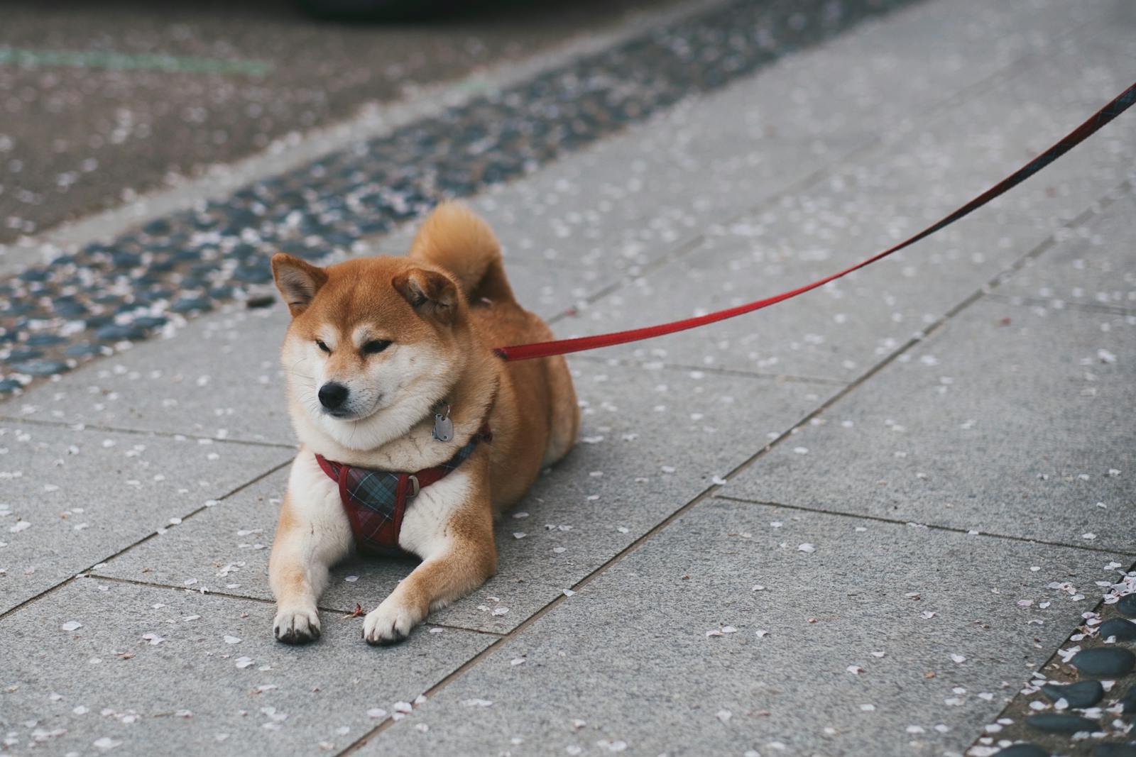 The Life of Hachiko: The Most Loyal Dog in History