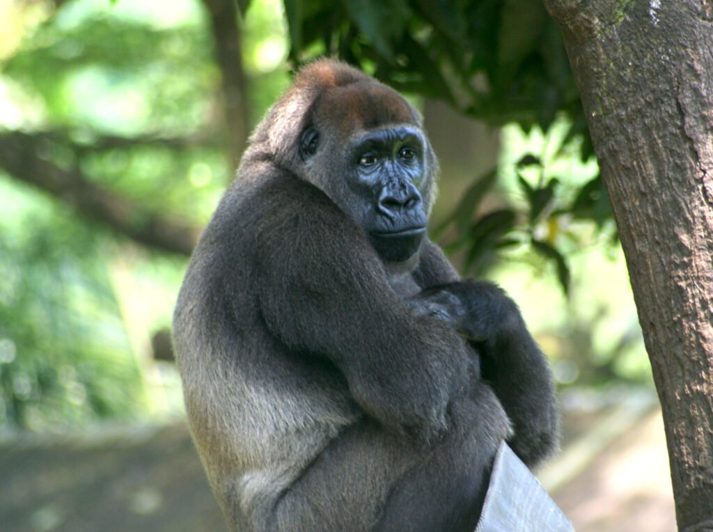 Cross River Gorilla crossing its arms.