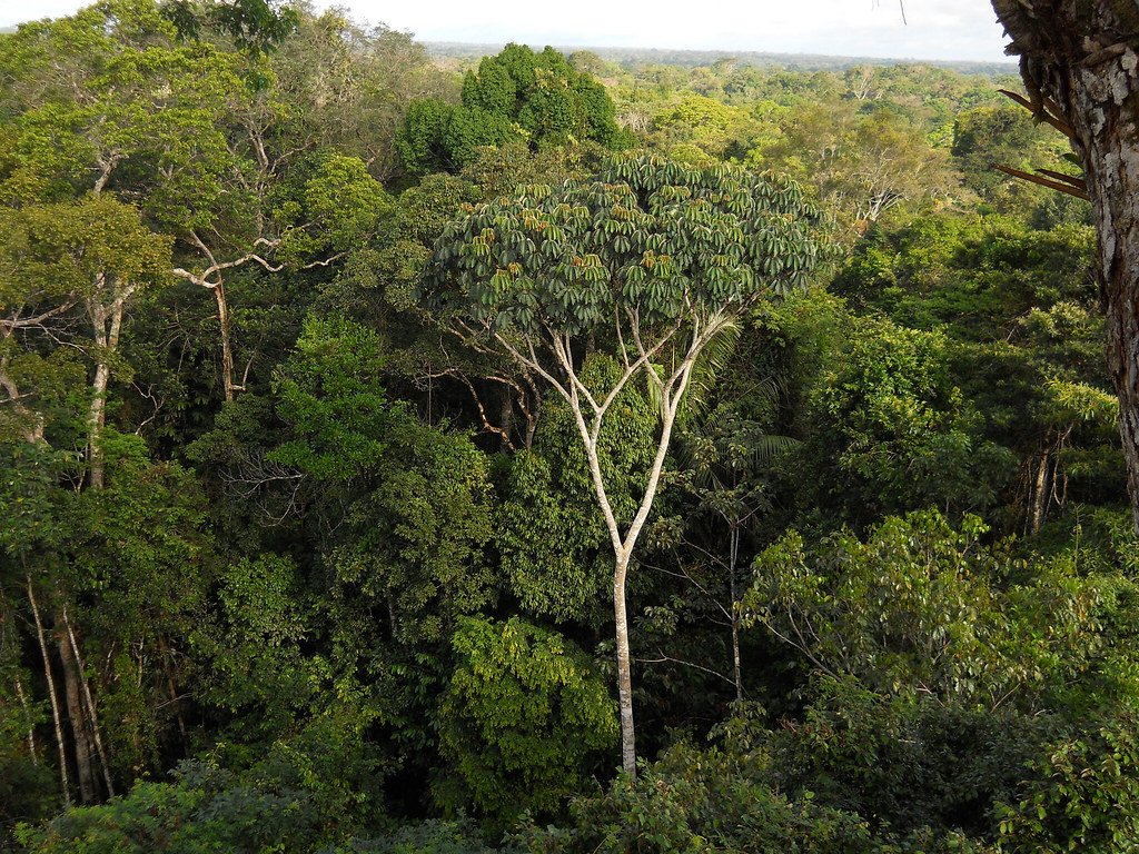 Amazon rainforest canopy