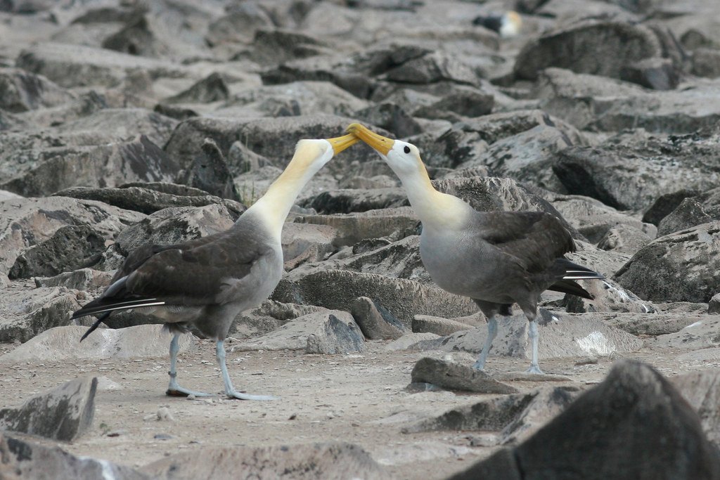 Albatross dance, animal mating ritual