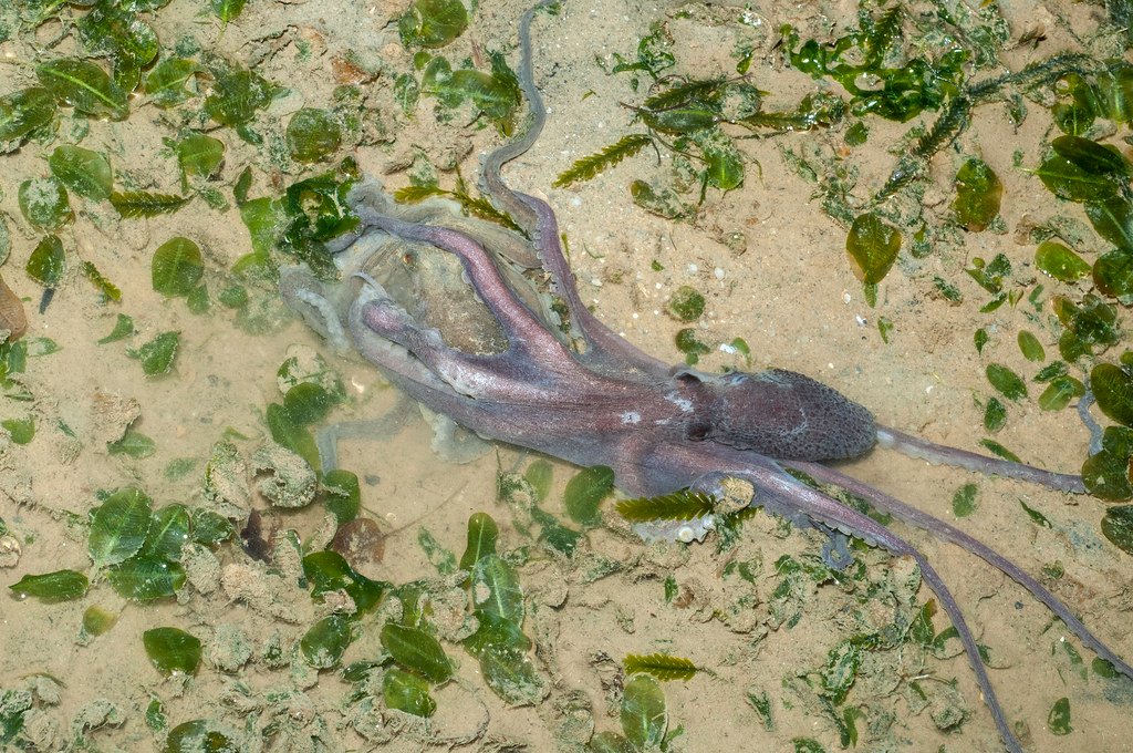 Seagrass octopus. Animal mating rituals