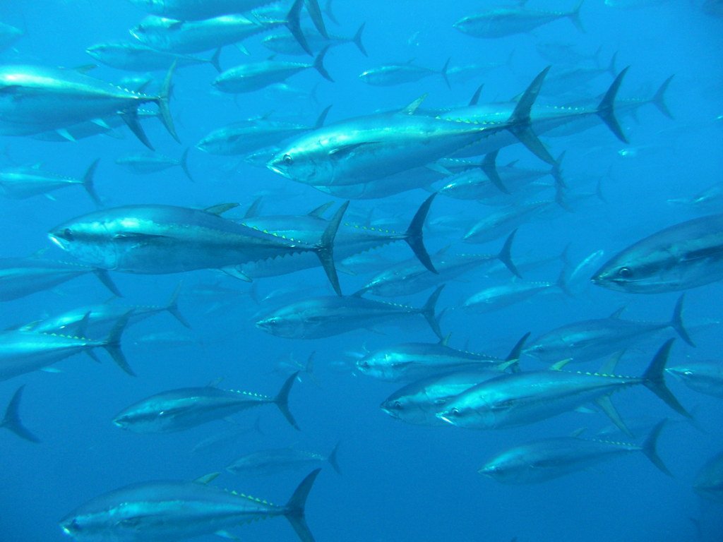 Bluefin Tuna (Thunnus thynnus) in Thunfischmast.