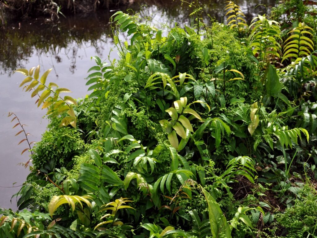 Stenochlaena palustris, mixed with Lygodium scandens (much smaller leaves), at the bank of drainage canal of peat swamp near Galing, West Kalimantan.