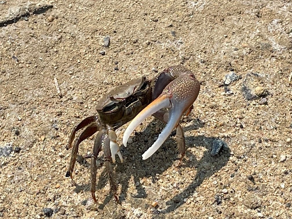 Fiddler crabs, animal mating rituals