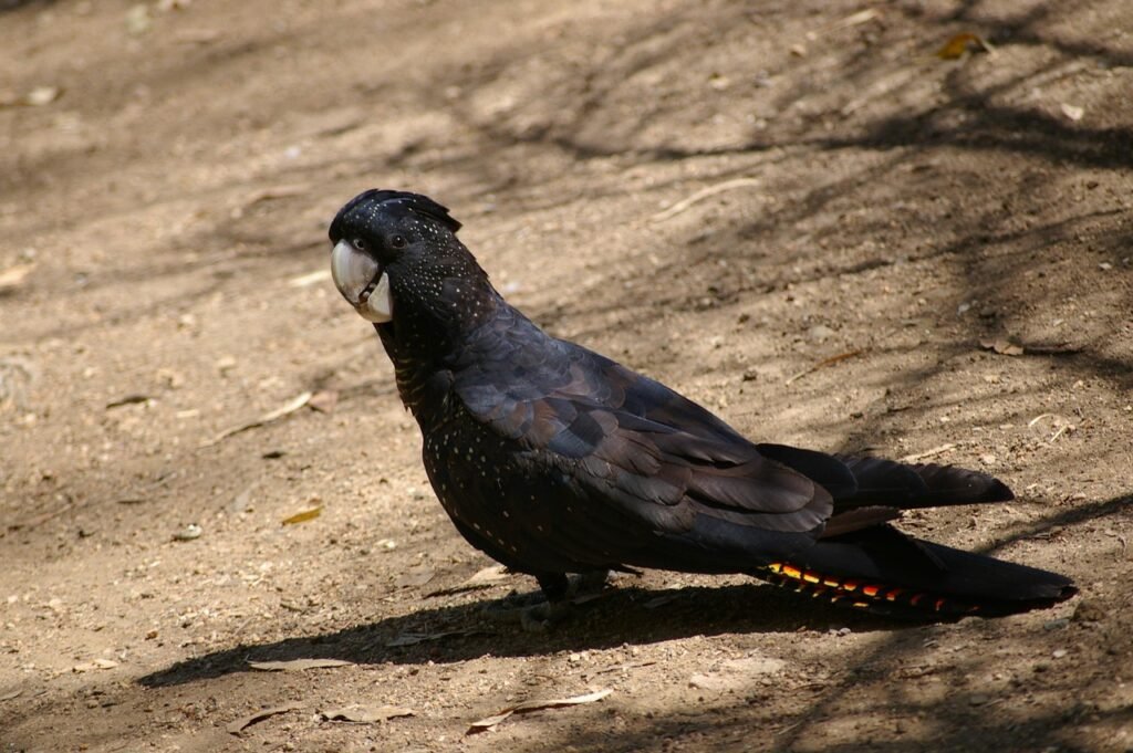 Black cockatoo.