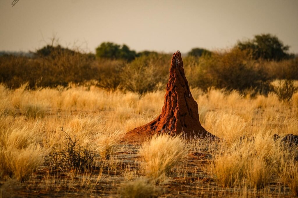 Termite mound surrounded by dry grasses in a serene savanna.