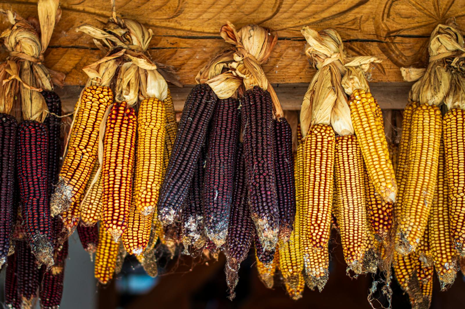Vibrant multicolored corncobs hang from a wooden beam in a rural setting, showcasing natural beauty.
