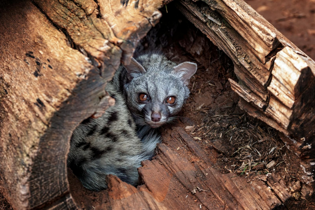 Common genet resting inside a hollow tree trunk, showcasing its natural habitat.