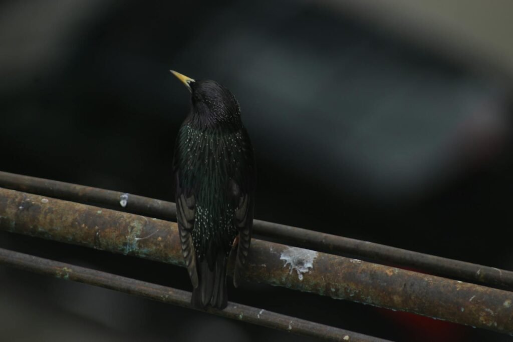 A European Starling perched on a rusty pipe.