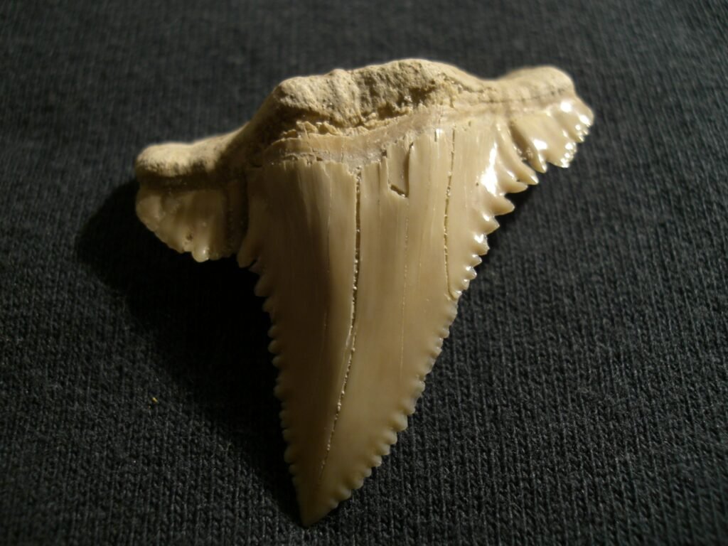 Palaeocarcharodon
