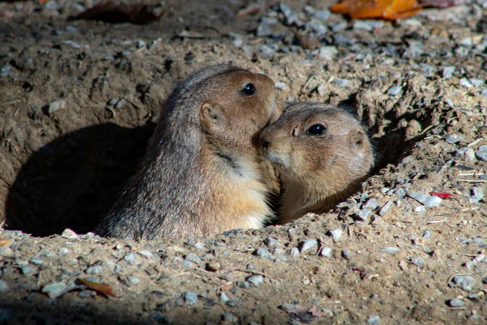 The Prairie Dog Language: How North Dakota’s Tiny Rodents Have One of the Most Complex Communication Systems in Nature