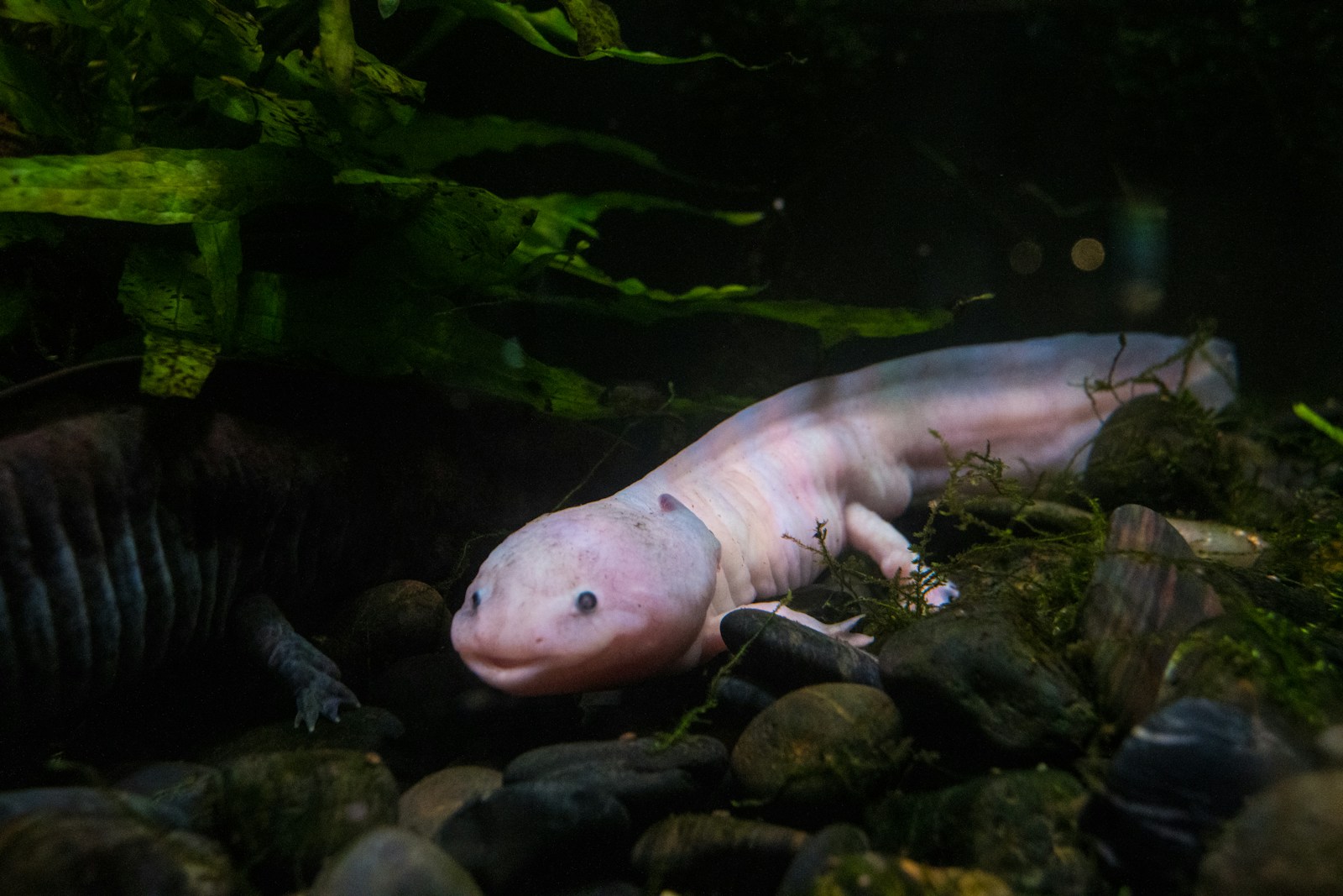 9 Weirdly Wonderful Animals You Didn’t Know Still Exist