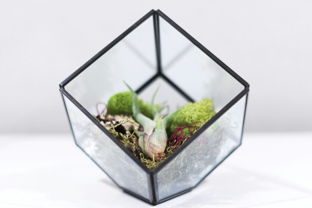 Air plants in a square clear glass terrarium on white surface.