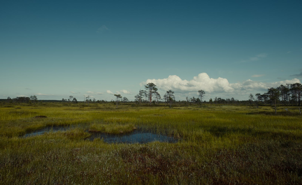 Wide view of lush summer marshland in Estonia with a clear blue sky.