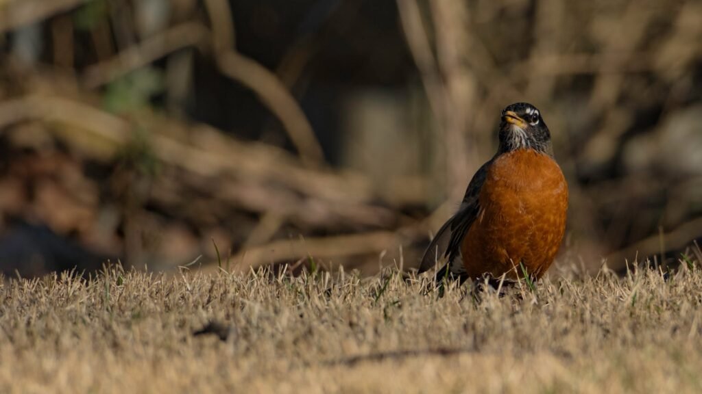 American Robin standing on grass in Kentucky, captured in detail.