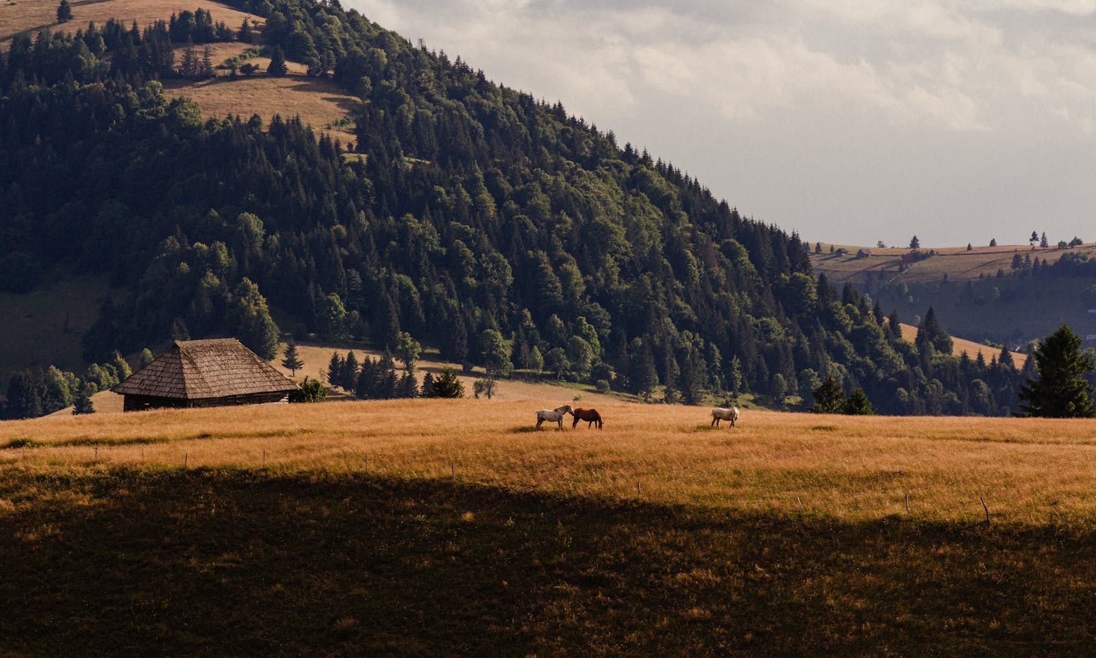 How Wildlife Corridors Are Helping Animals Safely Cross Human Made Barriers