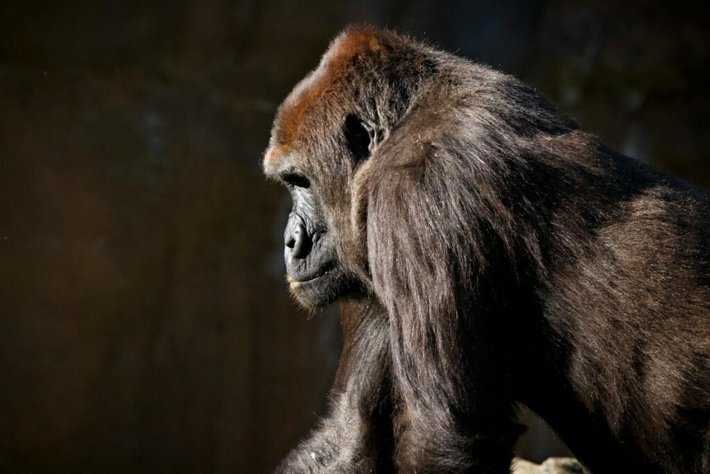 A close-up portrait capturing the thoughtful gaze of a majestic gorilla in profile.