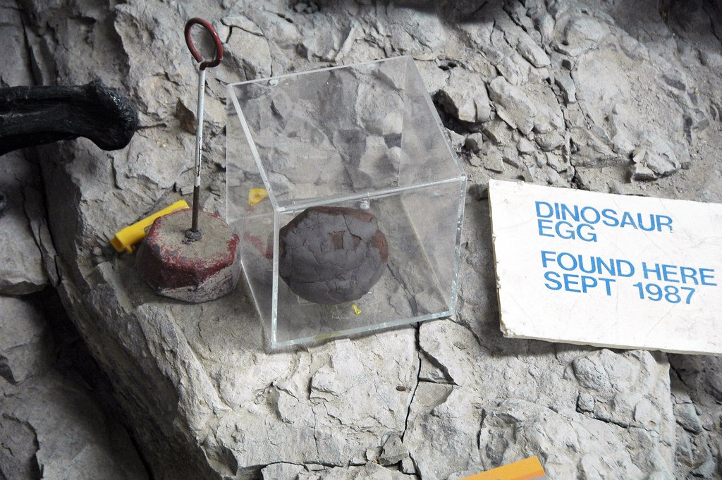Dinosaur egg fossils