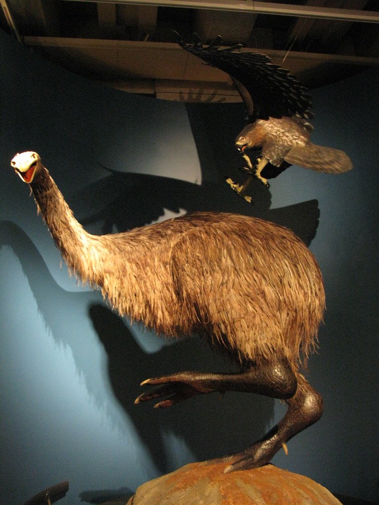 Moa and Haast's Eagle