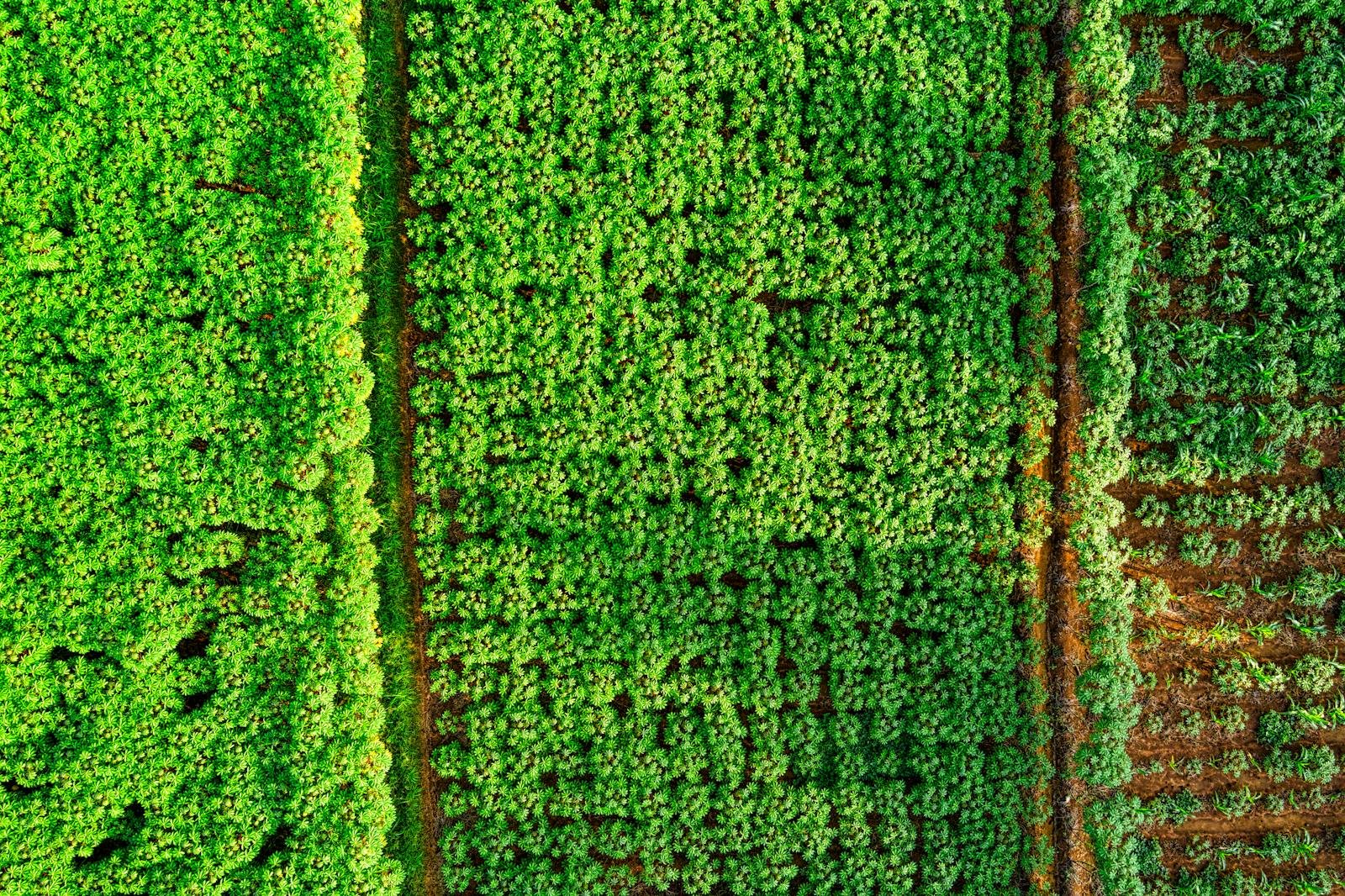 Vibrant aerial shot of lush green fields in West Java, showcasing agricultural patterns and nature's beauty.