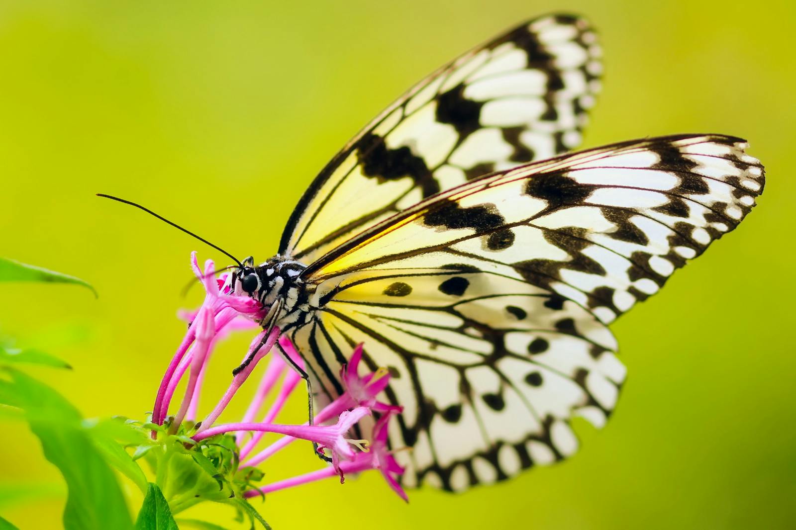 Butterflies Remember Being Caterpillars (Even After Metamorphosis!)