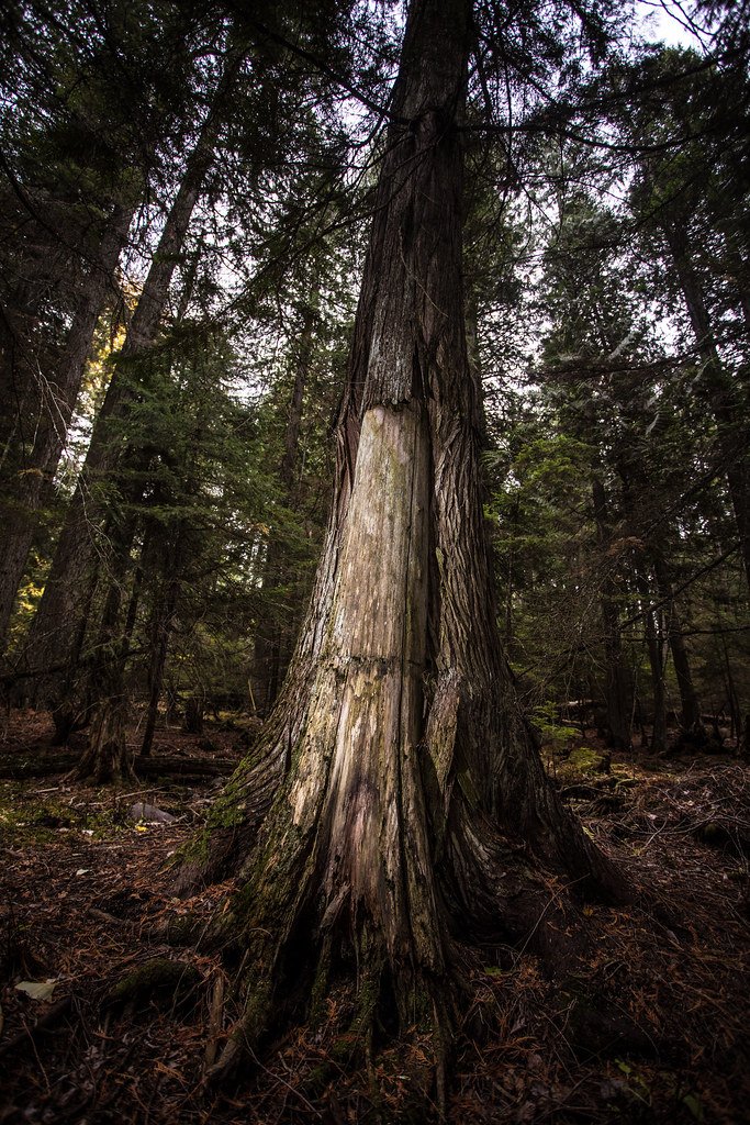 Cedar Tree