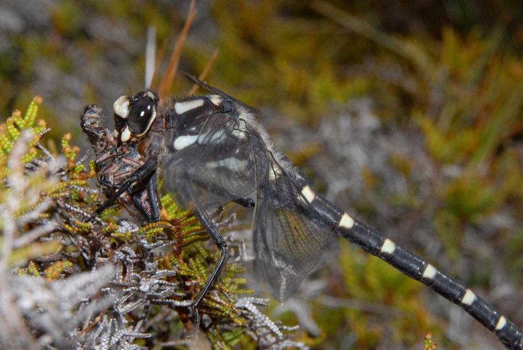 Giant dragonfly eating