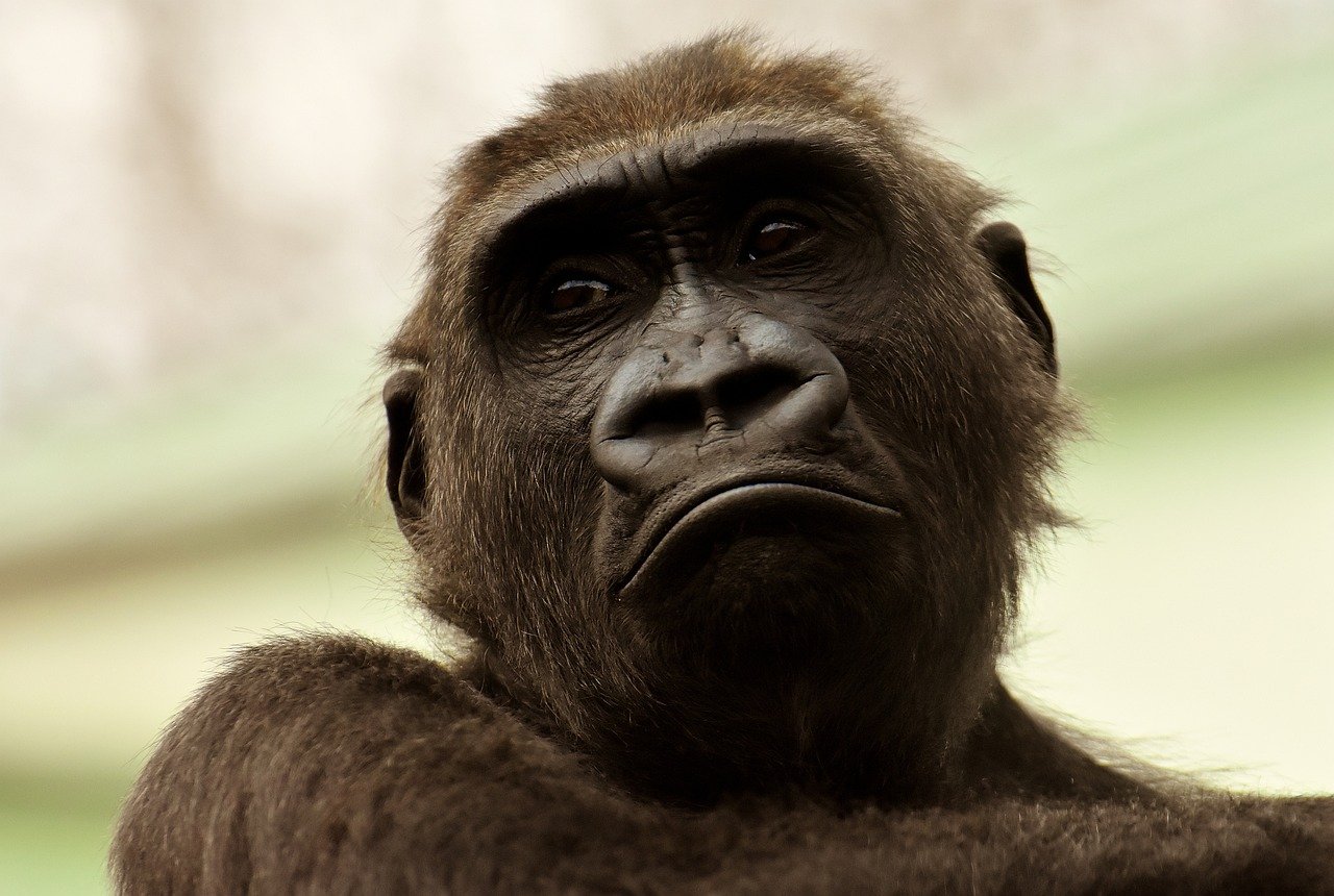 Cross river gorilla.