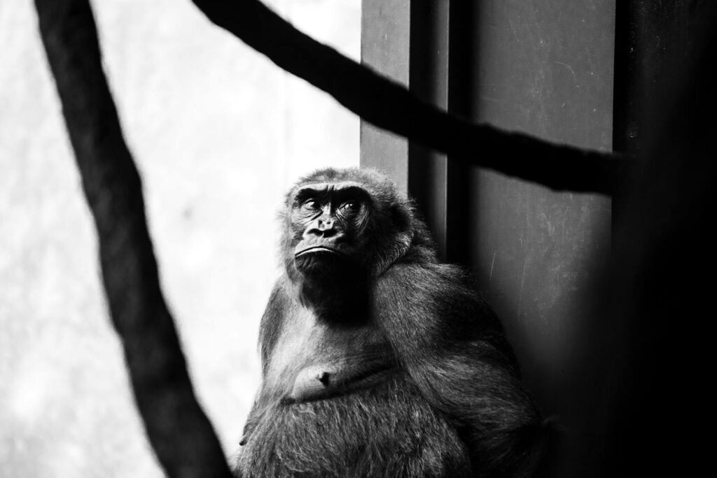 Black and white image of a gorilla at Chicago Zoo, reflecting on its habitat.