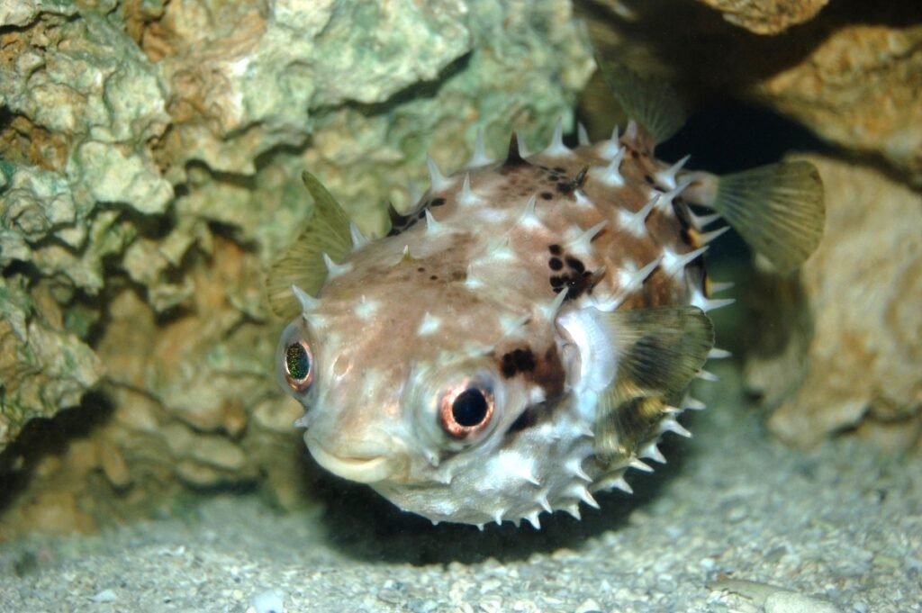 Japanese Pufferfish, animal mating rituals