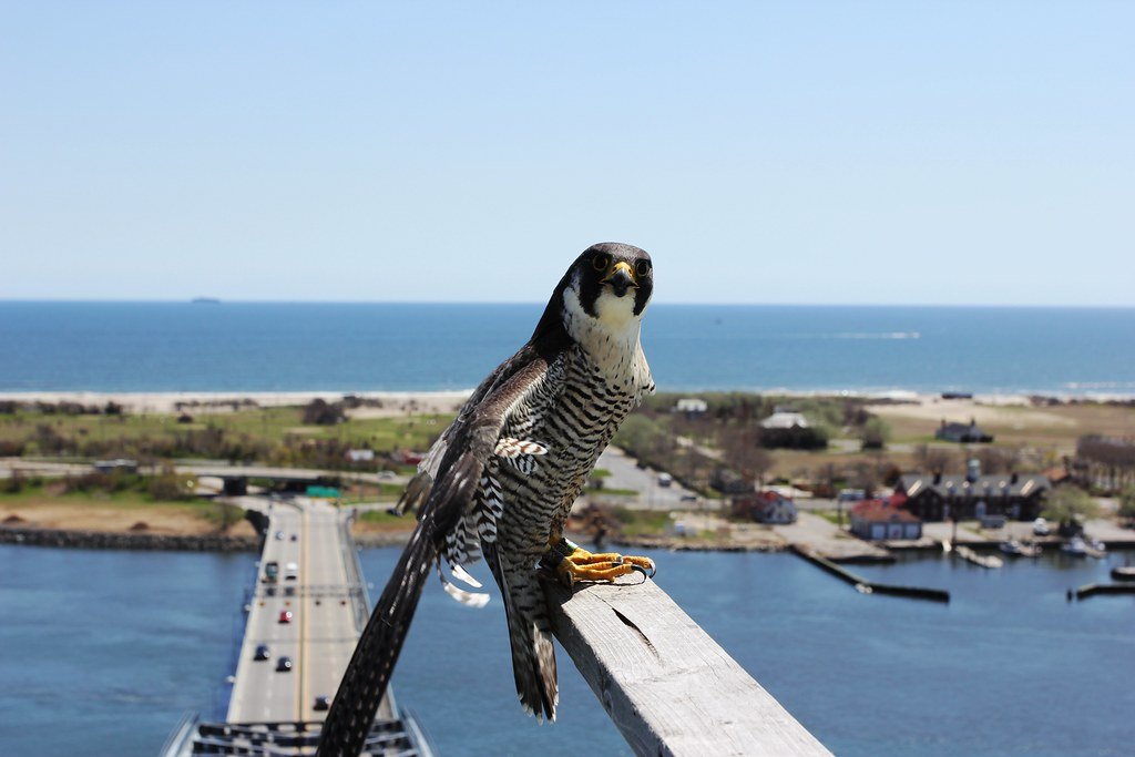 Urban wildlife conservation