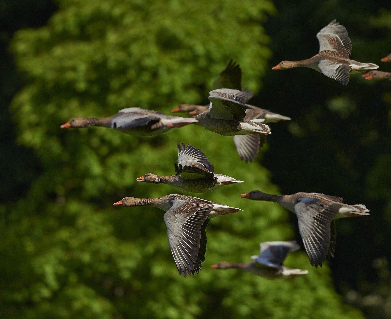 Community-Led Conservation of Ireland’s Coastal Bird Species
