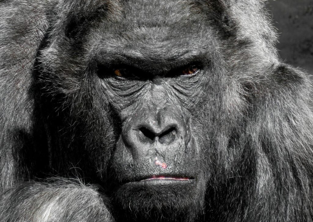 Close-up photograph of a gorilla displaying its expressive face and textured fur.