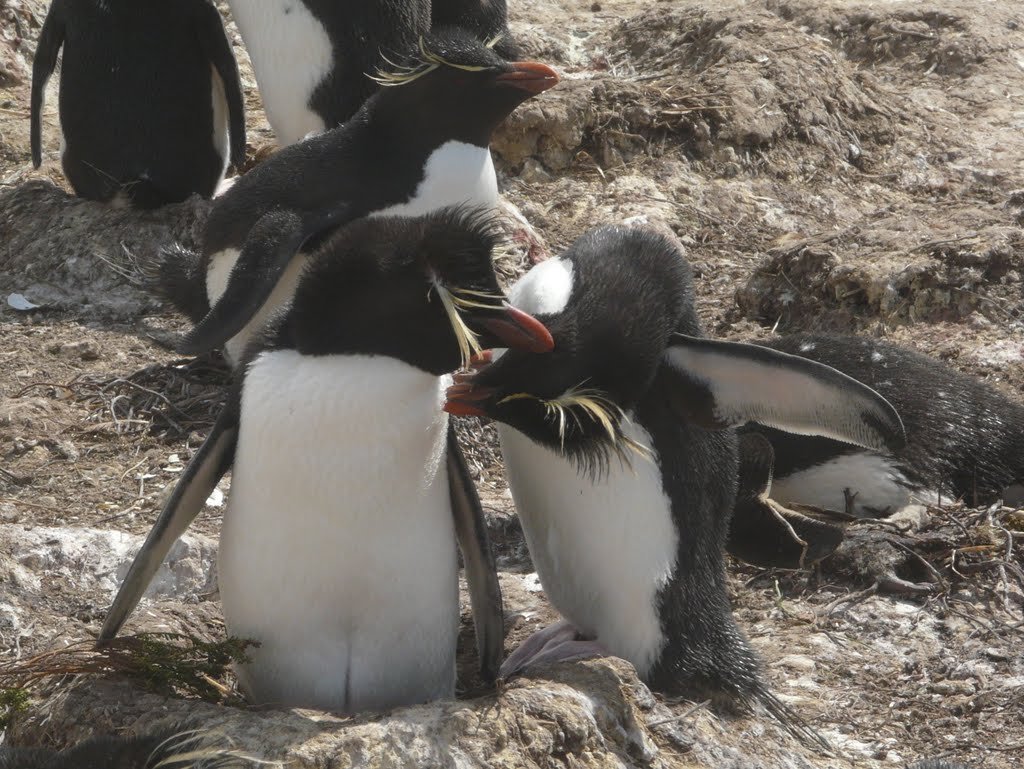 Penguins, mating ritual