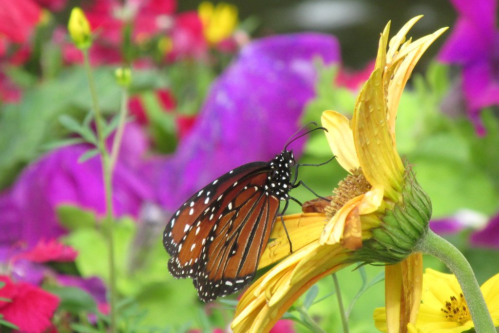 Butterfly Garden