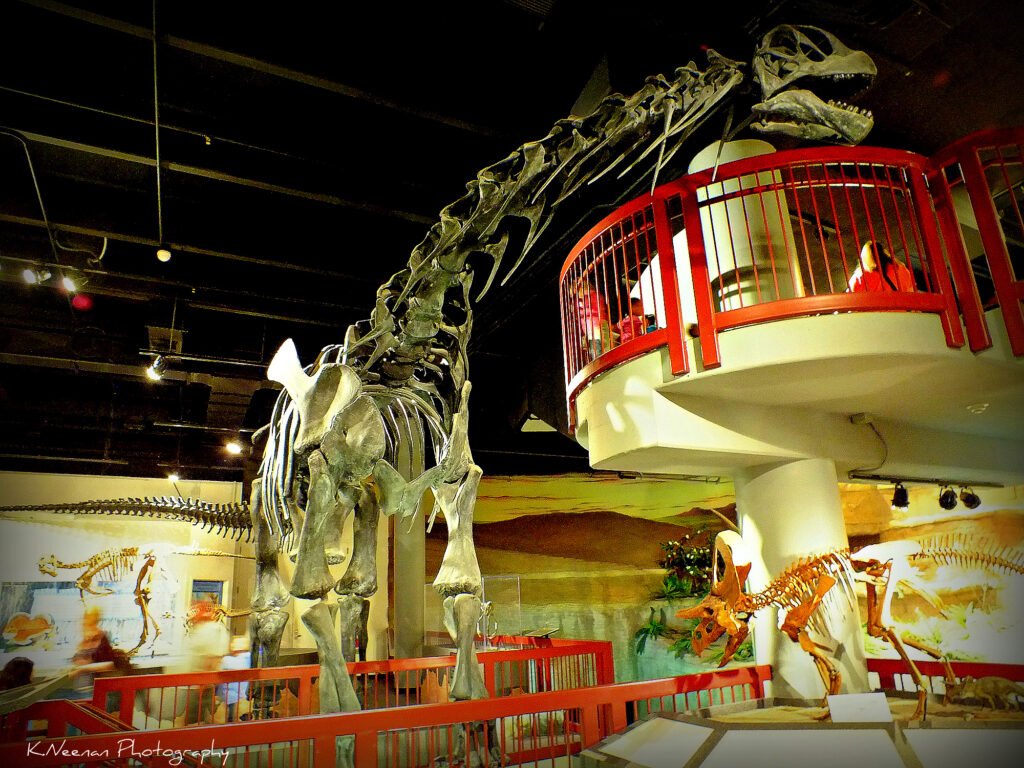 Camarasaurus skeleton, prehistoric creatures